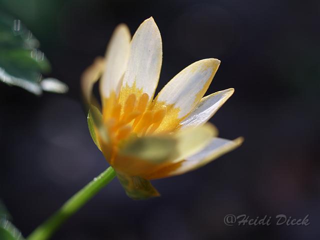 Ranunculus fric Copperswood1.JPG